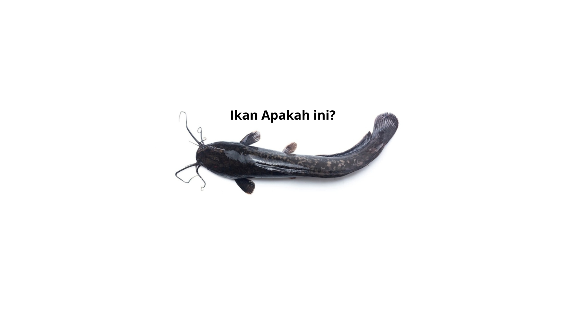 ikan lele