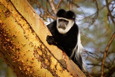 colobus